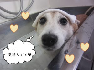 豆柴の花ちゃんスパ中