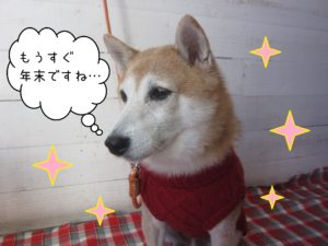 豆柴の花ちゃん施術後