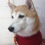 花ちゃんアイキャッチ