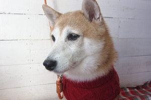 花ちゃんアイキャッチ