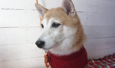 花ちゃんアイキャッチ