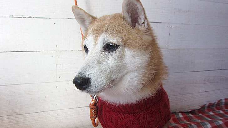 花ちゃんアイキャッチ