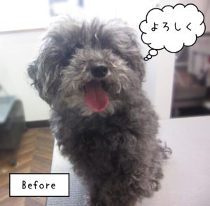 よろしくトイプー