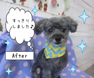 仕上がりトイプー