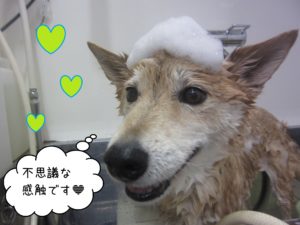 柴犬のりーちゃんシャンプー中