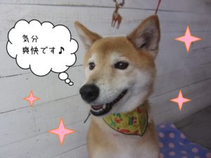 柴犬のりーちゃん施術後
