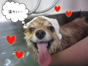 PMのこまぬちゃんスパ中