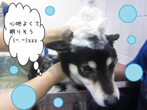 シャンプーしば