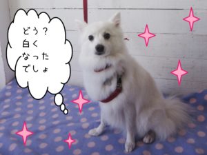 仕上がりスピッツ