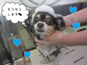 MIXのマグちゃんシャンプー中