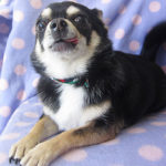 ラッキーちゃんアイキャッチ