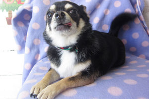 ラッキーちゃんアイキャッチ