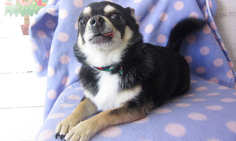 ラッキーちゃんアイキャッチ