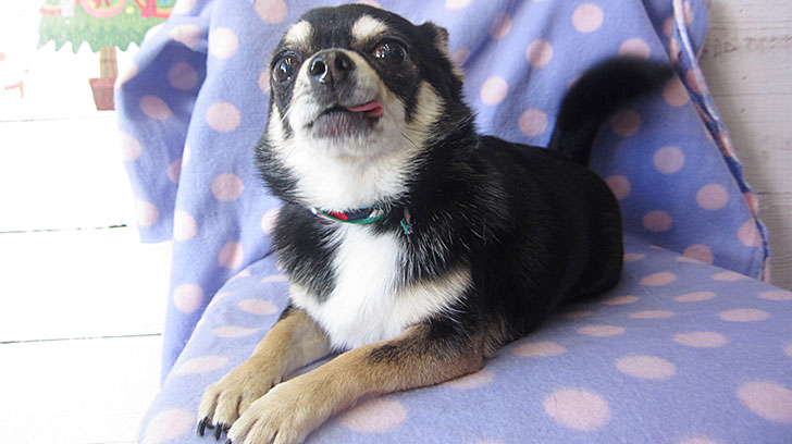 ラッキーちゃんアイキャッチ