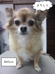 チワワのアロマちゃんカット前