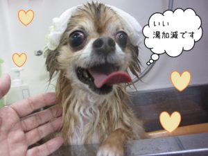 チワワのアロマちゃんスパ中