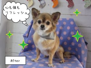 チワワのアロマちゃん施術後