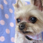 あずきちゃんアイキャッチ