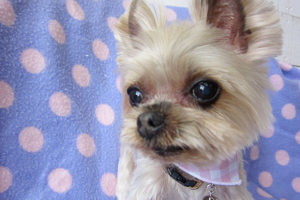 あずきちゃんアイキャッチ