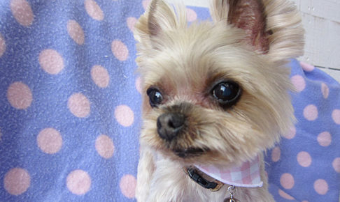 あずきちゃんアイキャッチ