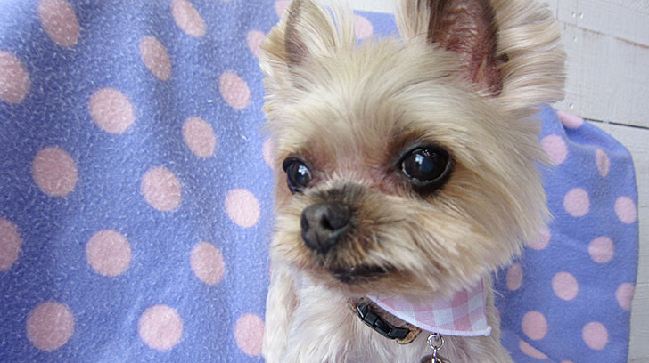 あずきちゃんアイキャッチ