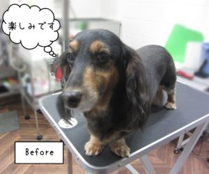 MDの翔ちゃんカット前