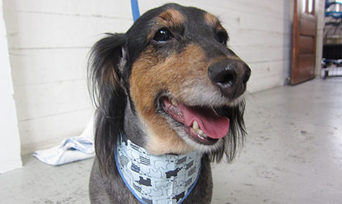 翔ちゃんアイキャッチ