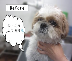 よろしくシーズー