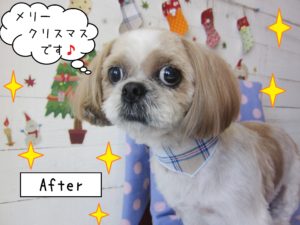 仕上がりシーズー