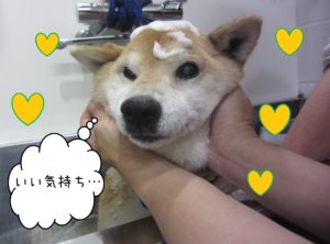 柴犬のポロちゃんシャンプー中