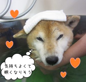 柴犬のポロちゃんスパ中