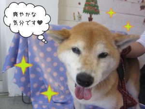 柴犬のポロちゃん施術後