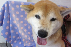 ポロちゃんアイキャッチ