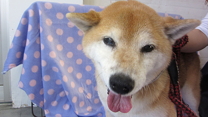 ポロちゃんアイキャッチ