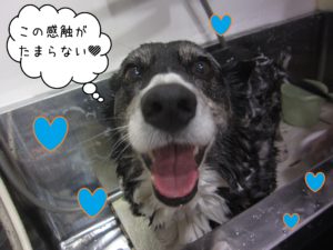 WCのおりょうちゃんシャンプー中