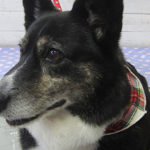 おりょうちゃんアイキャッチ