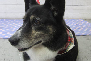 おりょうちゃんアイキャッチ