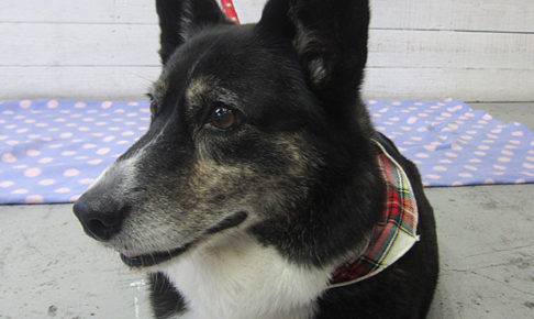 おりょうちゃんアイキャッチ