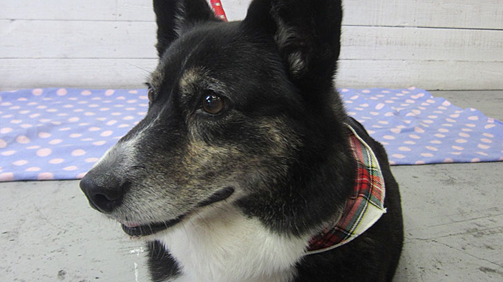 おりょうちゃんアイキャッチ