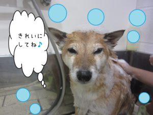 シャンプーしば