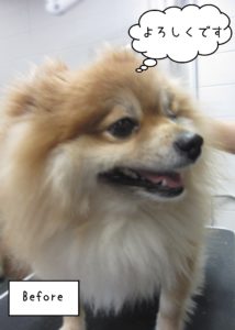 PMのこまぬちゃんカット前