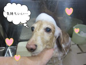 MDのぴあのちゃんシャンプー中