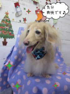 MDのぴあのちゃん施術後