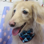 ぴあのちゃんアイキャッチ