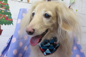 ぴあのちゃんアイキャッチ