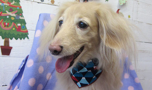 ぴあのちゃんアイキャッチ