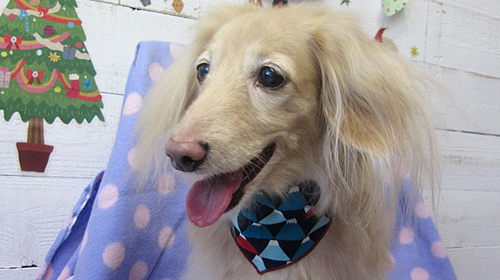 ぴあのちゃんアイキャッチ