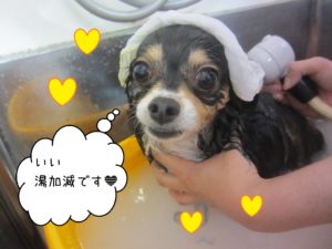 MIXのマグちゃんスパ中