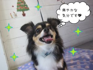 MIXのマグちゃん施術後