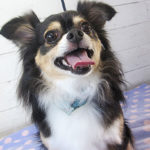 マグちゃんアイキャッチ